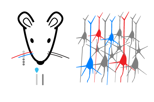 Introduction to Cortical Neurons